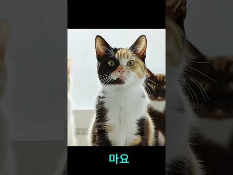 고양이의 은밀한 생활 (1탄)
