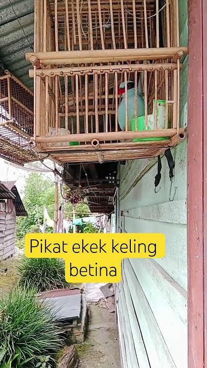 suara pikat ekek keling betina