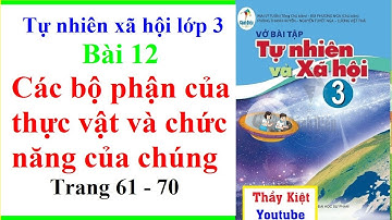 Tự Nhiên Xã Hội Lớp 3 Bài 12 - Các Bộ Phận Của Thực Vật Và Chức Năng Của Chúng - Trang 61 Cánh Diều
