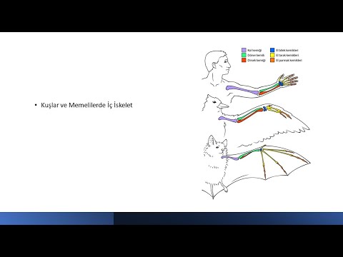 Video: Kuş Iskeleti: Yapısal özellikler