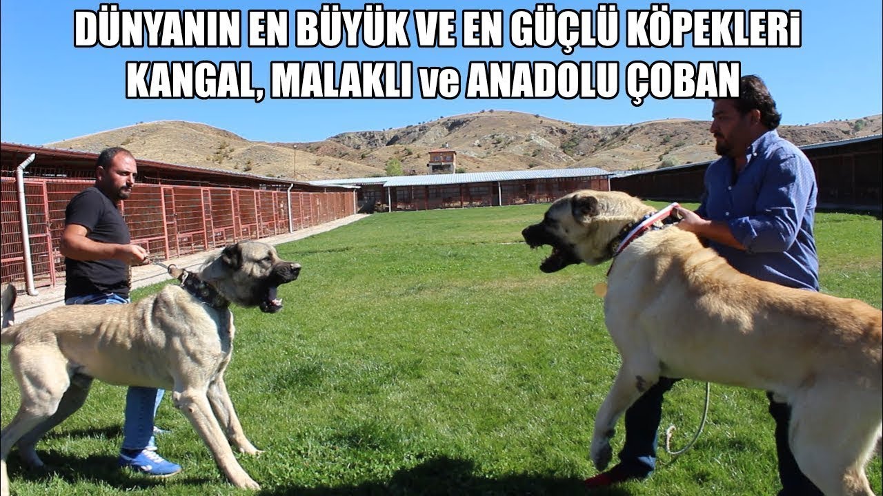 Dunyanin En Buyuk Ve En Guclu Kopekleri Kangal Malakli Ve Anadolu Coban Kopegi Biggest Dogs Youtube