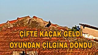 ÇİFTE KAÇAK BİR İNGİLİZ TİPİ BİRDE PERVANE GİBİ DÖNEN KELEBEK