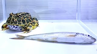 Horned frog eats a fish that is twice its size【HornedFrog】