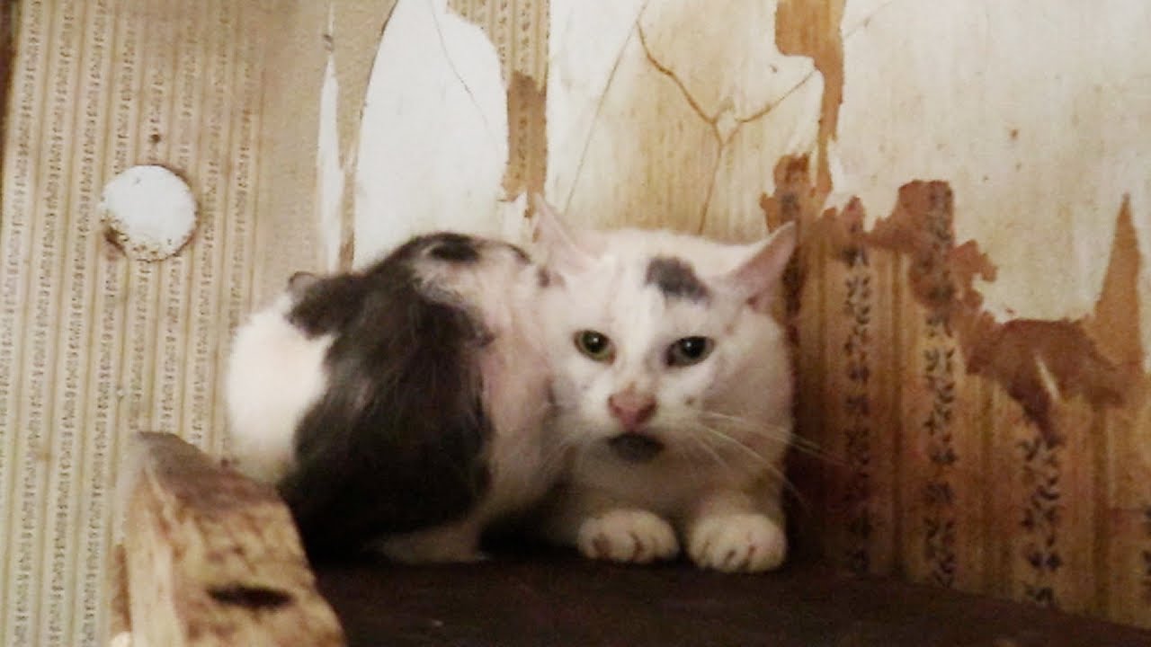 rescue mission alliance The Cat House of Horrors