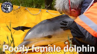 Poorly bottlenose dolphin live strands by British Divers Marine Life Rescue 368 views 3 years ago 25 seconds