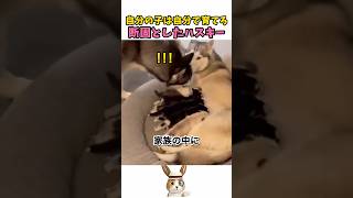 勘が鋭すぎる、ハスキーパパww