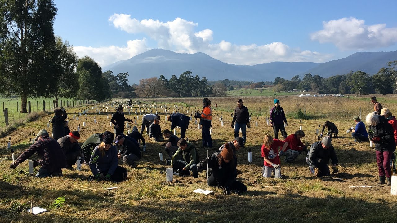 Coranderrk  -  Coranderrk Give us this land