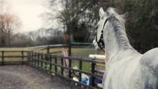 Download Lagu Najm Al Nakeeb, Straight Egyptian Arabian MP3