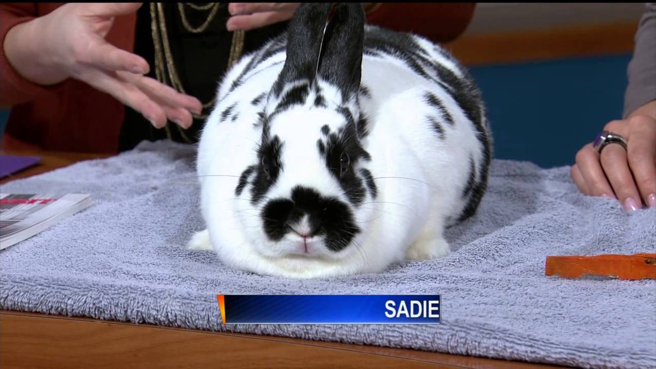 rabbit video datamoshing rabbit video datamoshing