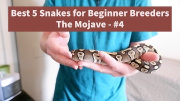 Best ball pythons for beginner breeders - The Mojave ball python - Video 4