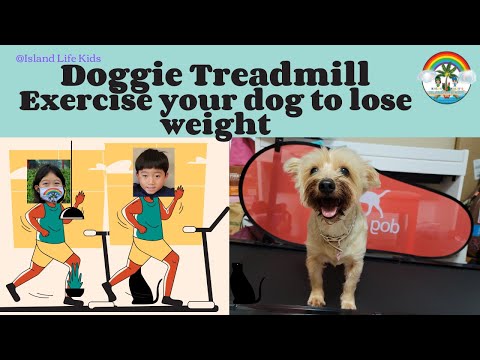 How to help your dog lose weight faster - Dog Treadmill Exercise - Island Life kids