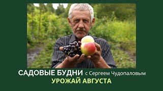 Садовые будни с Сергеем Чудопаловым. Урожай августа