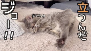 ジョーちゃんが自分で起きあがろうとしてますがんばれジョー