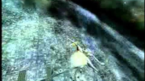 F Zero GX - Flying Glitch