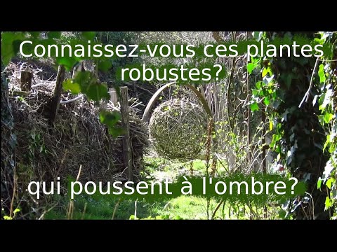 Vidéo: Suggestions pour le couvre-sol ombragé