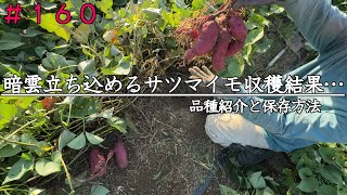 [Natural Farming] Sweet Potato Harvest Begins | Storage and Sugar Content of Each Variety