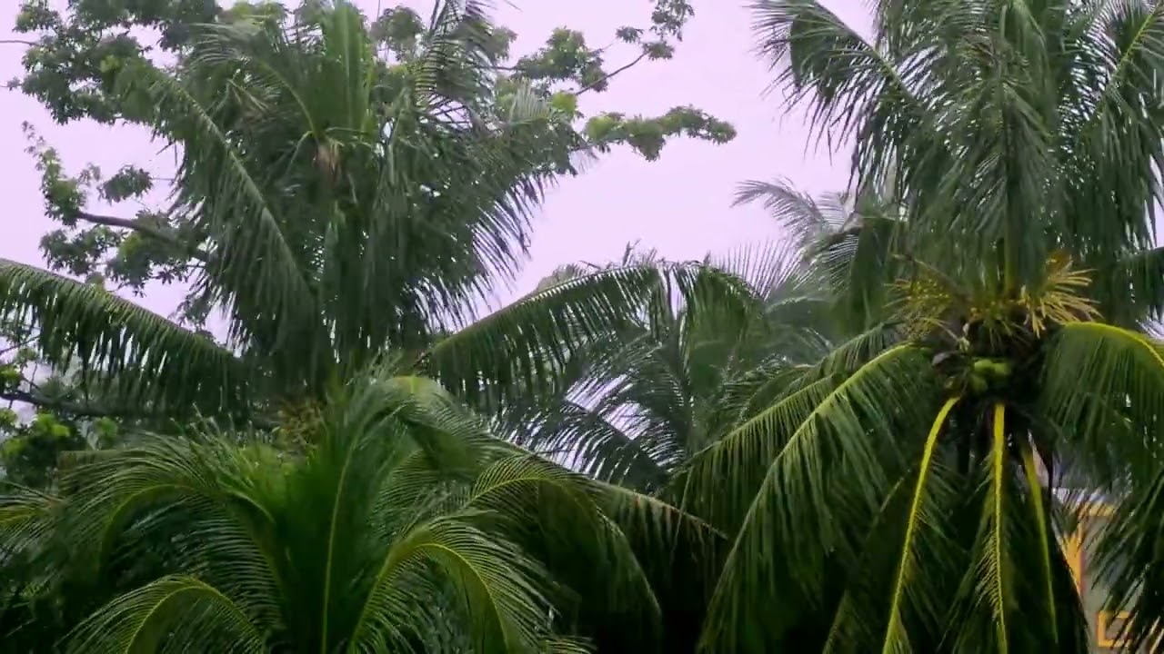 6 HR Tropical Storm RAIN on Palms | Sleep, Study, Stress Relief ⛈️ Relaxing Wind & Nature Sounds