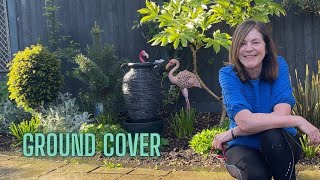 Planting Ground Cover, Herbs, Zinnias & A Miniature Ficus
