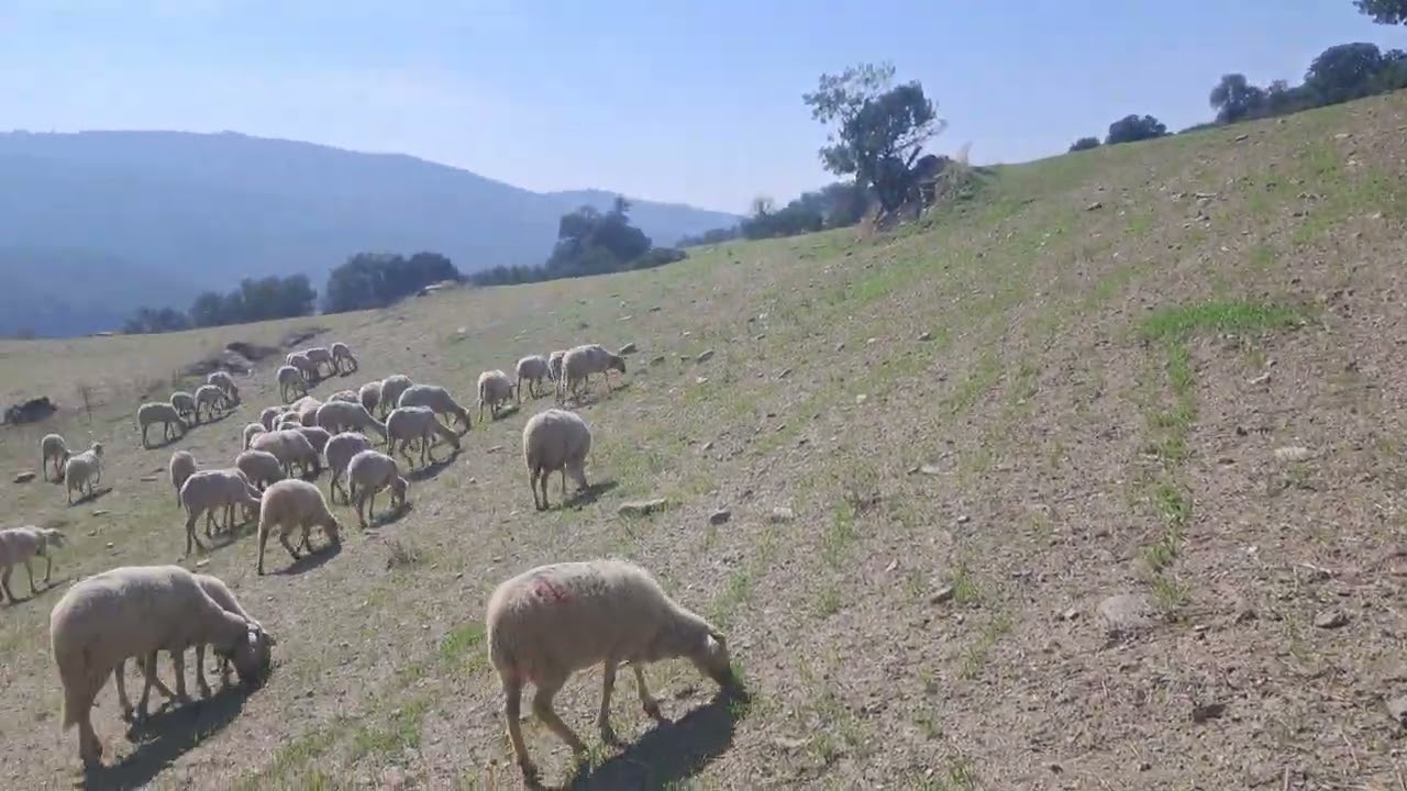 Kurtçu çobanların sürüdeki ilk tepkileri 
