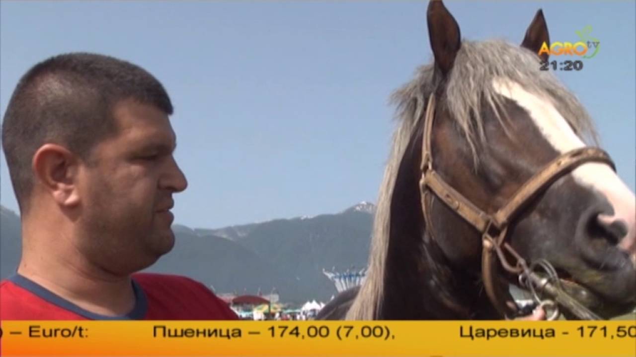 Български тежковозен кон