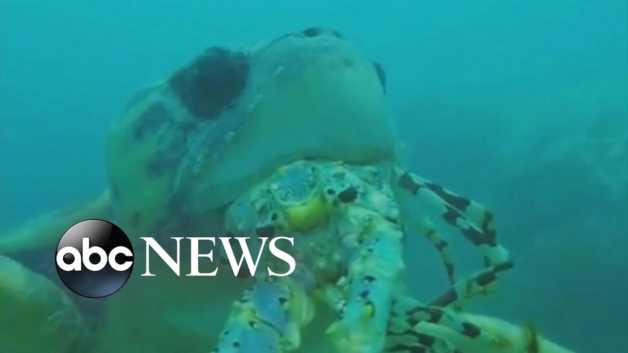 Green Sea Turtle Released Back Into the Wild - YouTube