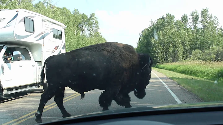 BISON CLOSE ENCOUNTER - Elk Island National Park, Alberta Canada
