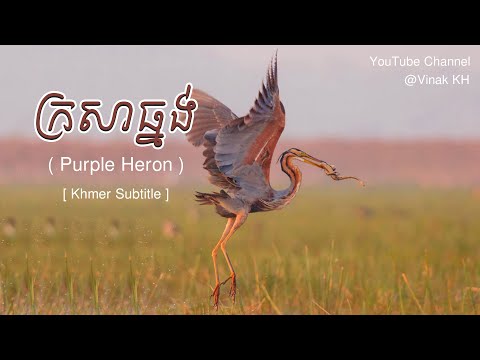 Vinak KH - ក្រសាធ្នង់ Purple Heron