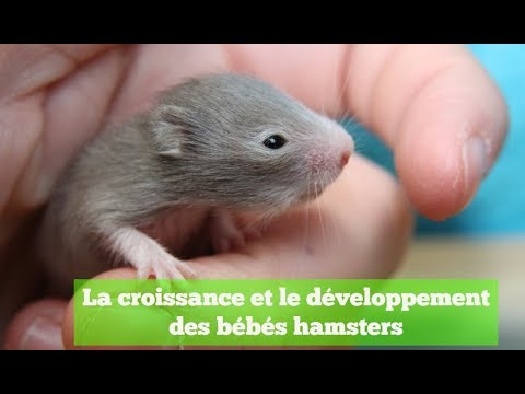 Hamsters La Croissance Et Le Developpement Des Bebes Hamsters Youtube