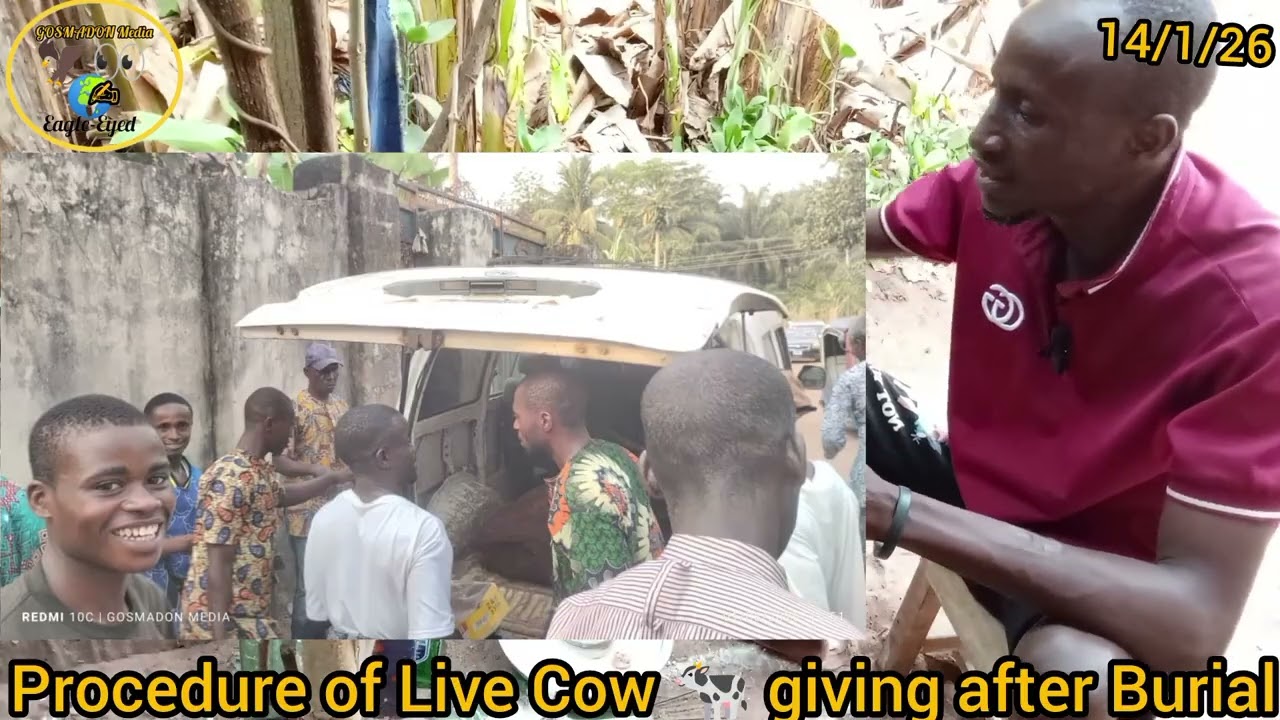 Procedure of Live Cow 🐄 giving after Burial..