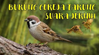 Masteran Suara Burung Gereja Tarung Audio Jernih Dengan Gemericik Air