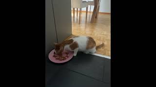 Gugi Is Home story Below