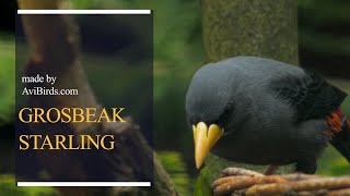 Grosbeak Starling / Grosbeak/Finch-Billed Myna / Scissor-Billed Starling [Scissirostrum Dubium]