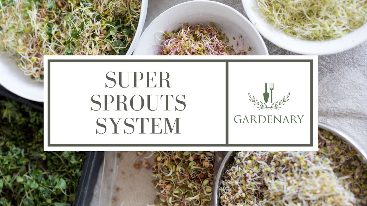 Sprouts Step 1