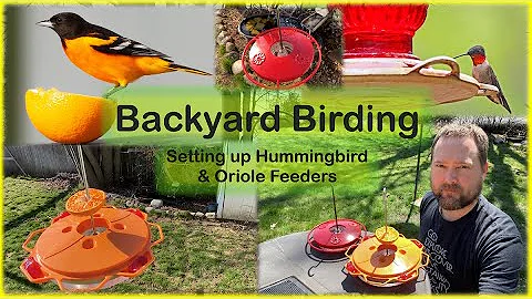 Can you put an oriole feeder near a hummingbird feeder? (2023)
