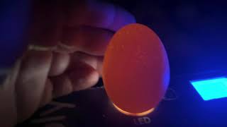 How to Incubate Chicken Eggs - Candling Chicken Eggs
