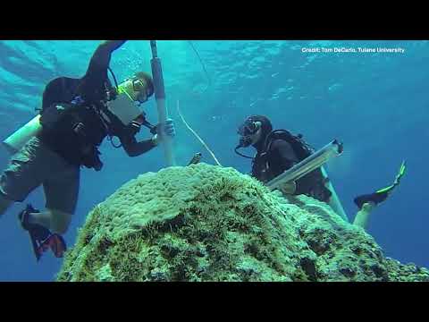 Removing a skeletal core from a coral colony in the Coral Sea