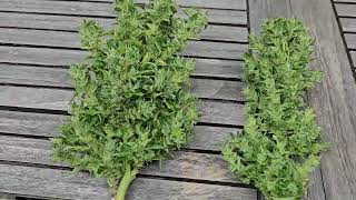 Foxtailing Buds Harvest: Is It Worth It?