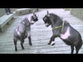Slow Motion Pygmy Goats