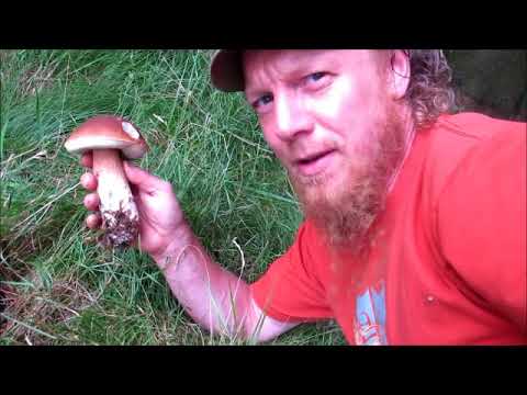 تصویری: Boletus Boletus چگونه است