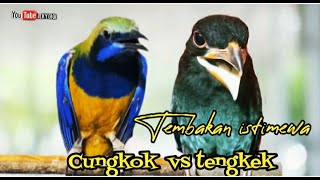 TEMBAKAN ISTIMEWA NGEDURR PANJANG || cungkok vs Tengkek Buto ( berjedah )