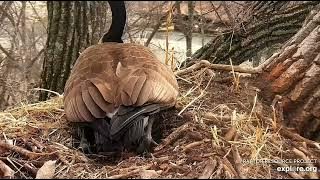 DE (Geese).  Mom Goose lays her first egg of 2023.  Explore.org. 3/21/23