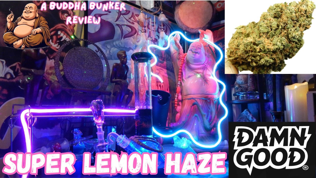 "SUPER LEMON HAZE" by DAMN GOOD Legal THCA Flower Review👍