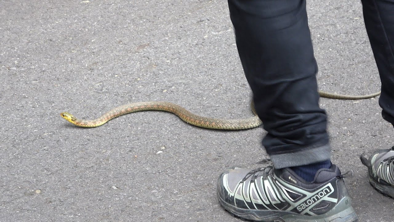 One Bite Could End It All! Removing Parasites from a Venomous