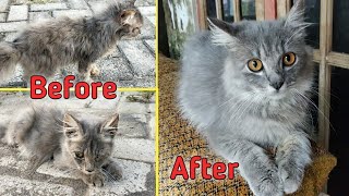 Cat rescue after 3 months | after n before 
