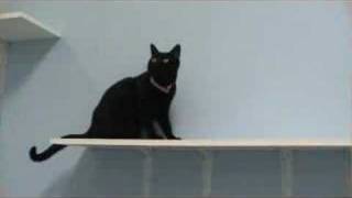 Second chance pet adoptions