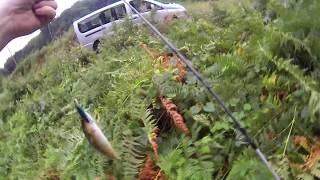 Truite Fario En Bretagne