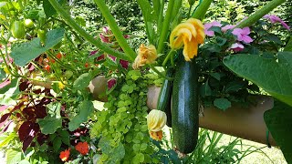 Backyard Fence Garden / Living Wall: July 17, 2022 at 43 Days (six weeks)