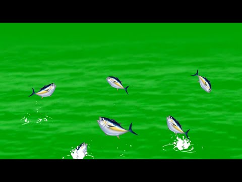 Fishes jumping out of water Green Screen Animation Effects with sound HD footage