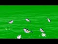 Fishes jumping out of water green screen animation effects with sound footage