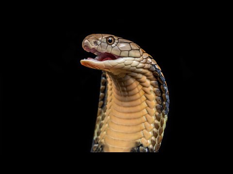 Video: Diferența Dintre King Cobra și Cobra